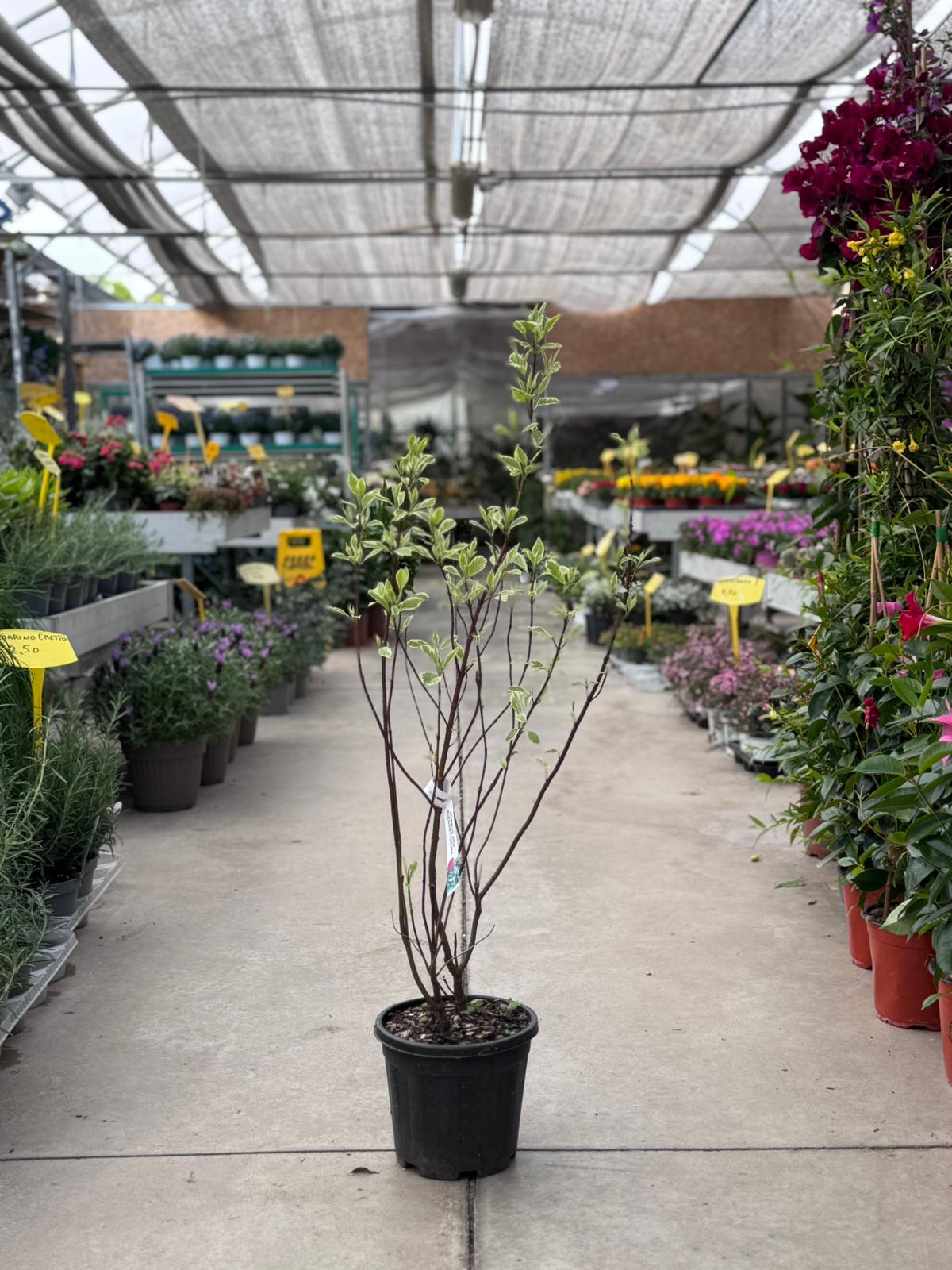 Cornus Alba Elegantissima H 100cm
