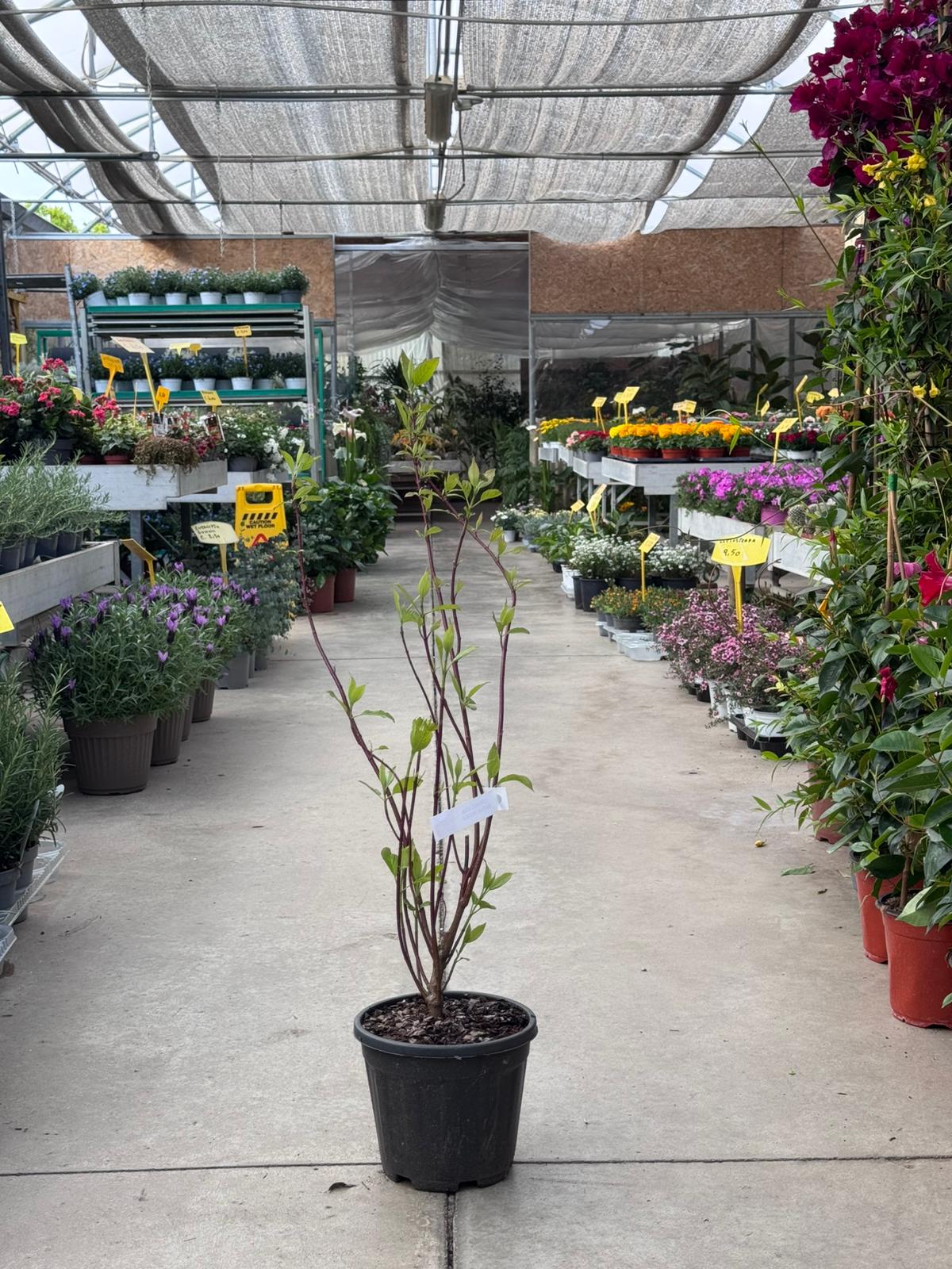 Cornus Alba "Baton Rouge" H 90cm