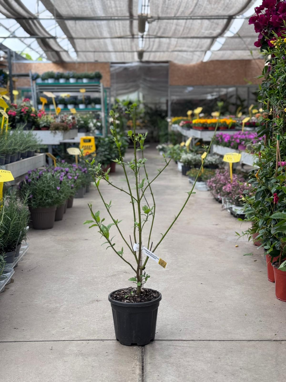 Cornus Stolonifera Flaviramea H 85cm