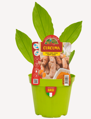 CURCUMA VASO 14