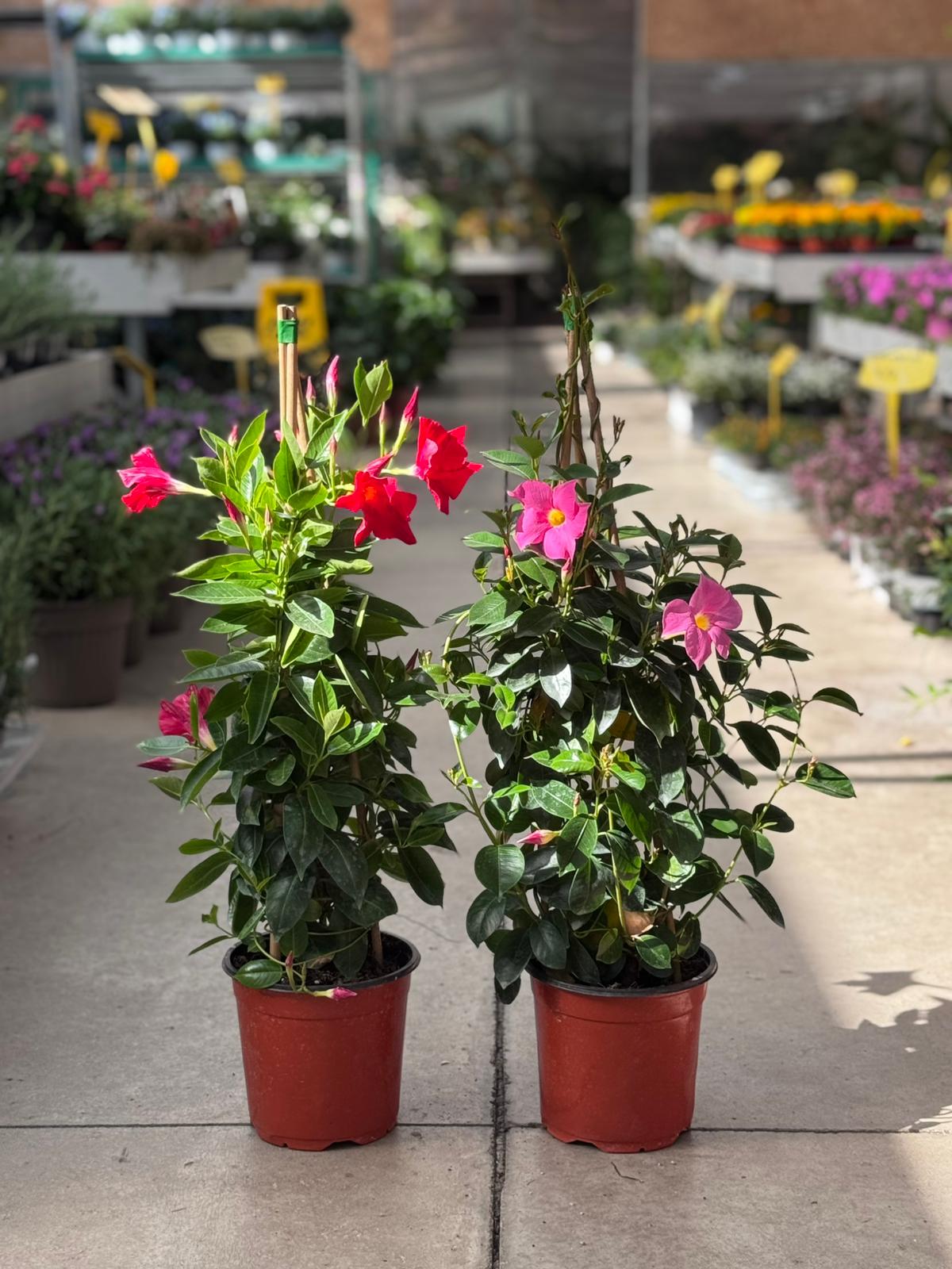 Dipladenia rampicante H 80cm