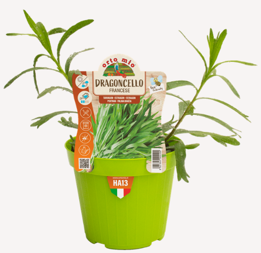 DRAGONCELLO VASO 14