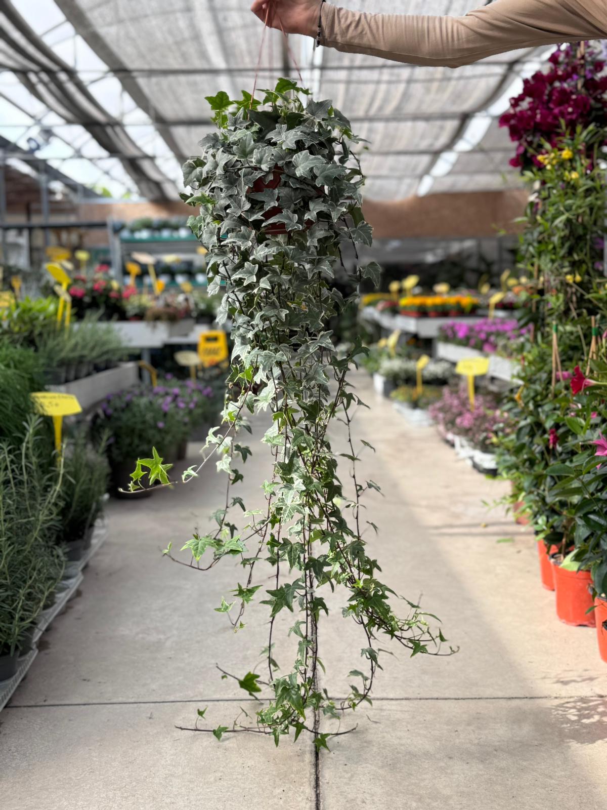 Edera variegata H 70cm