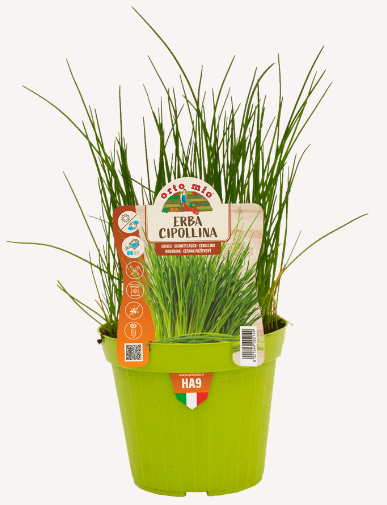 ERBA CIPOLLINA VASO 14
