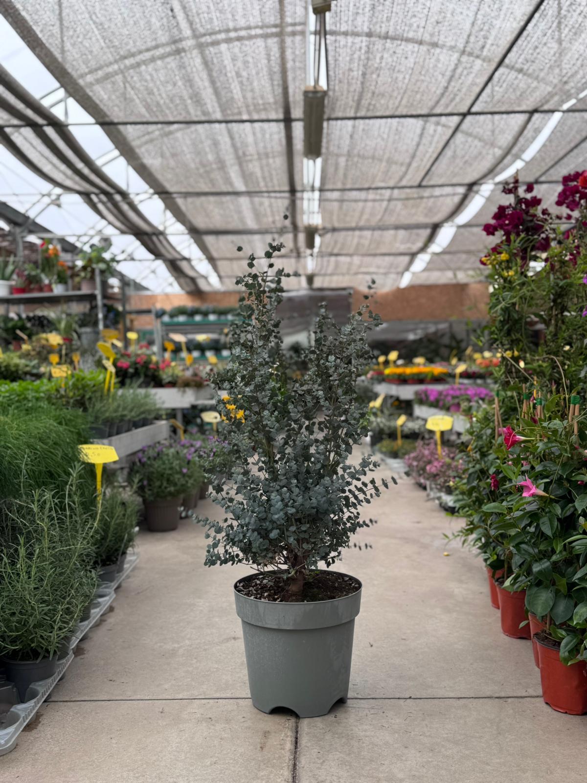Eucalipto (Eucalyptus) H 110cm