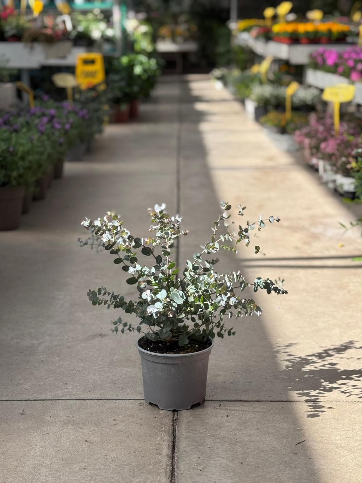 Eucalipto (Eucalyptus) H 40cm