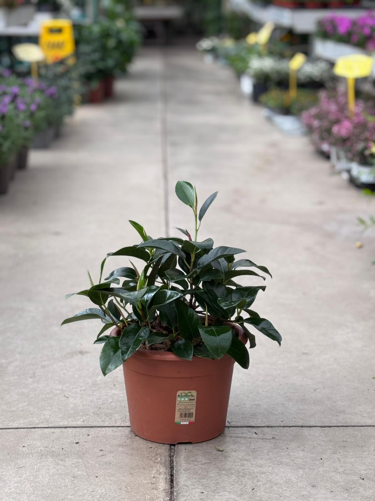 Ficus Australis (o ficus Rubiginosa) H 45cm