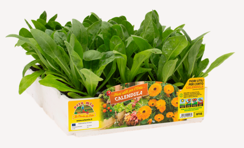 4 piante in pack Calendula Officinalis