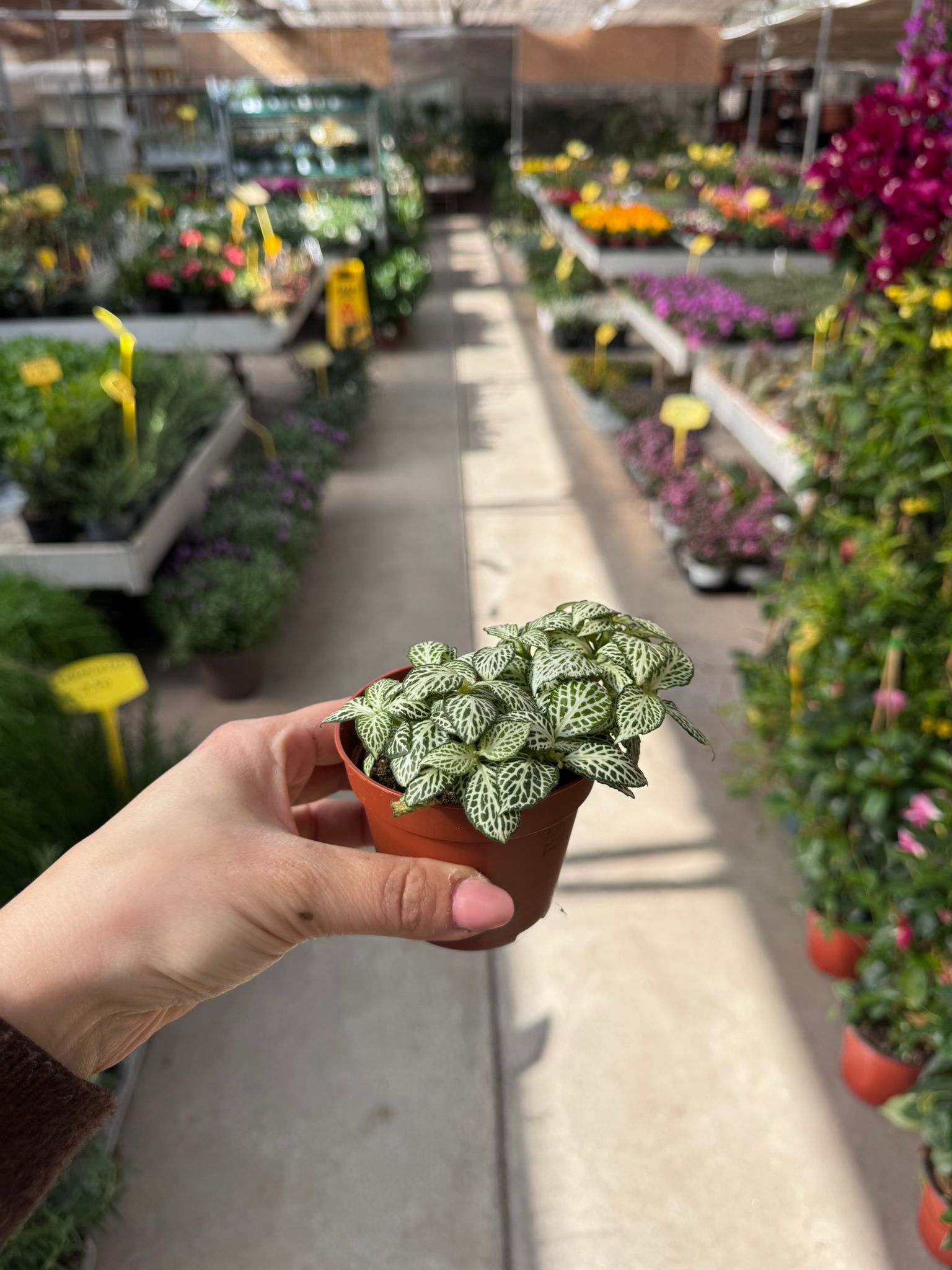 Fittonia Albivenis H 10cm