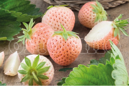 Fragola bianca N.5 vaso 10