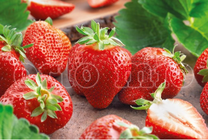 Fragola rifiorente 4 stagioni Dulcinia in vaso 10
