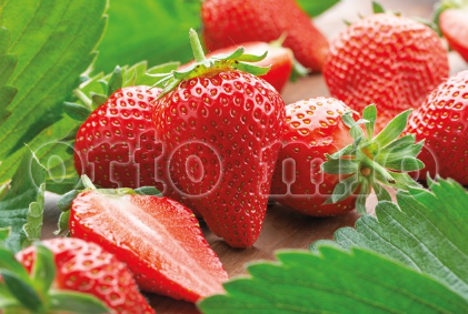 4 piante in pack Fragola Unifera precoce Sandra