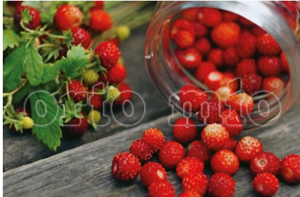 4 piante in pack Fragole di boso (Regina delle valli)