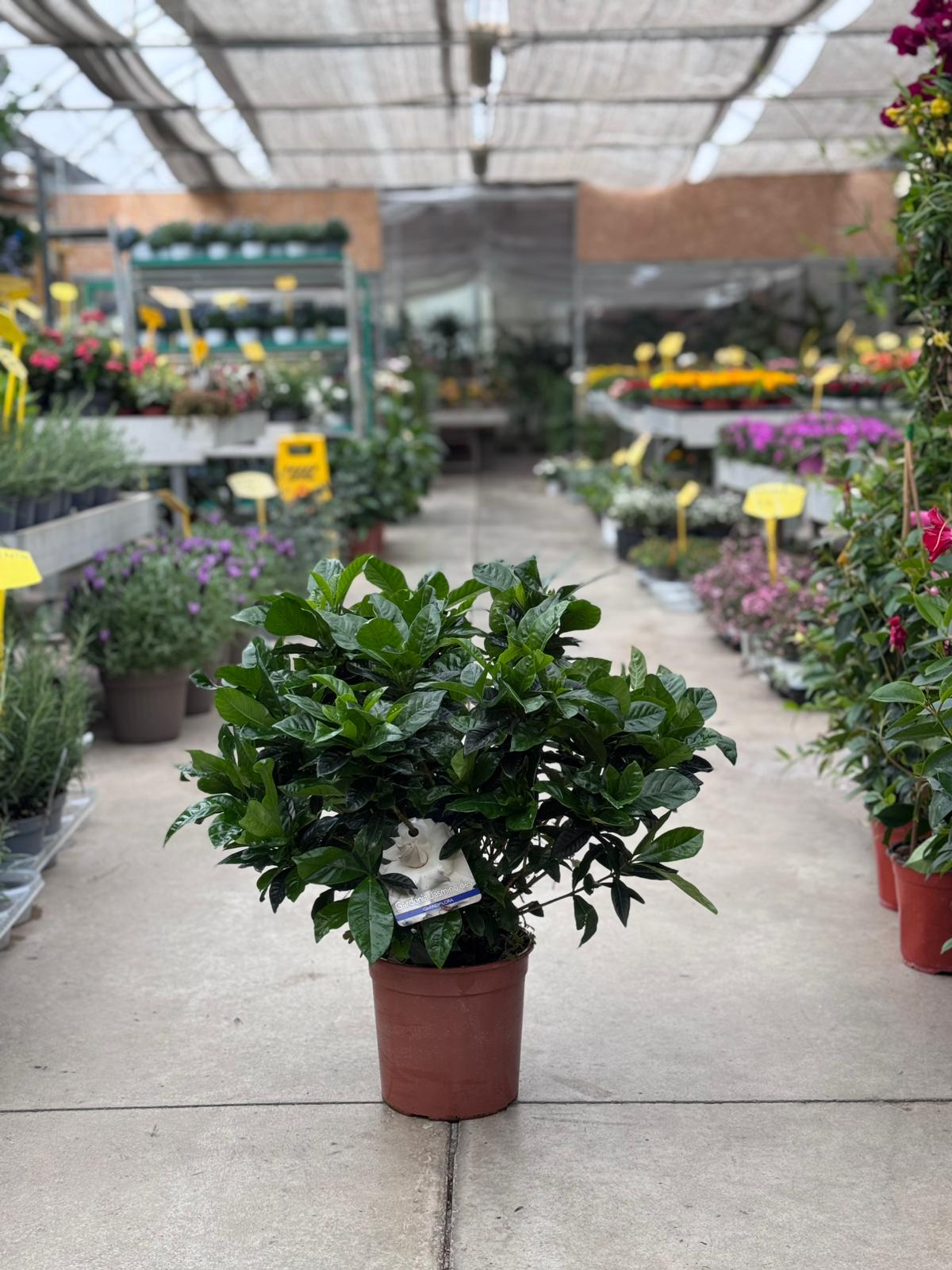 Gardenia Jasminoides H 60cm