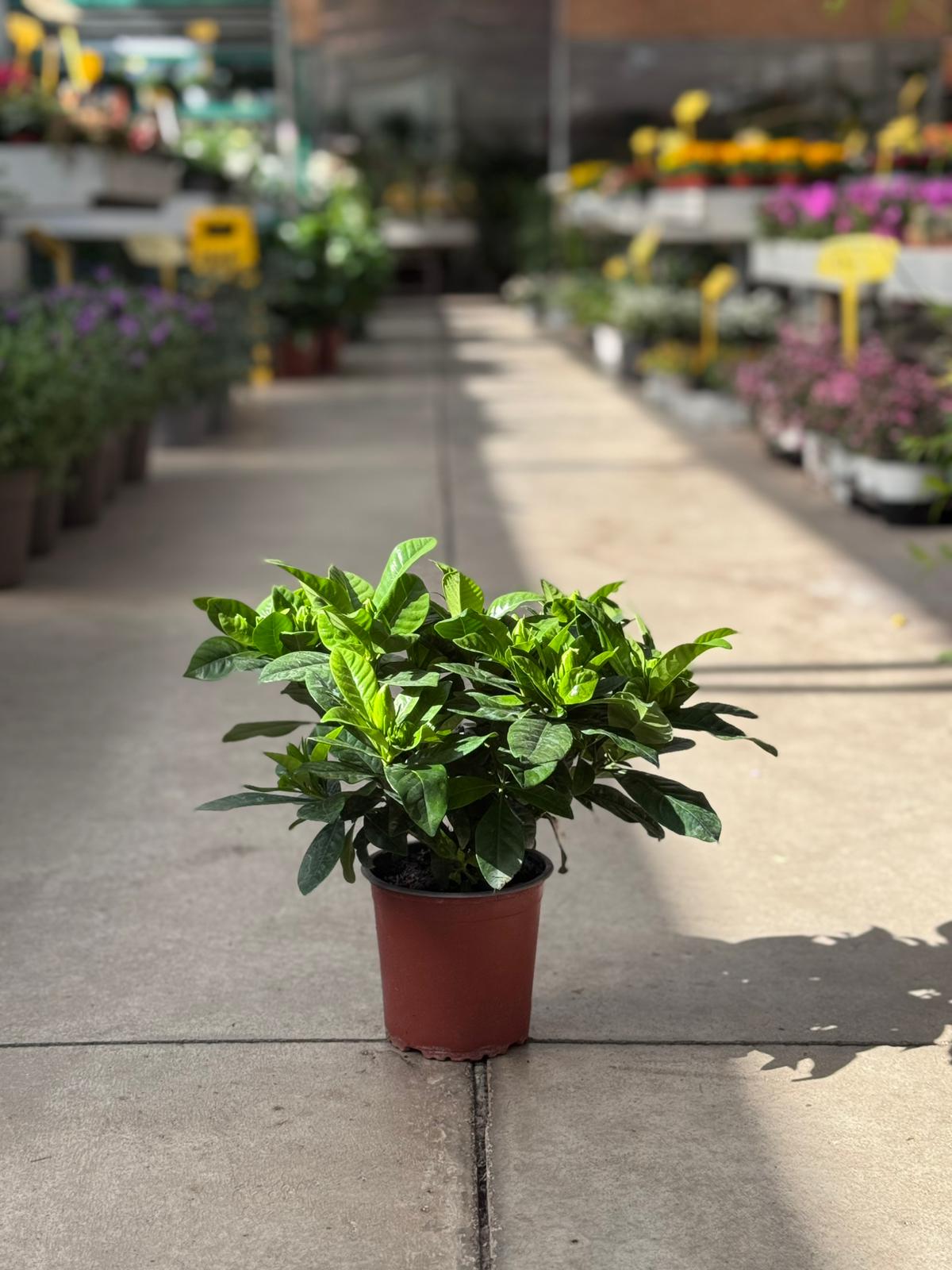 Gardenia Jasminoides H 32cm