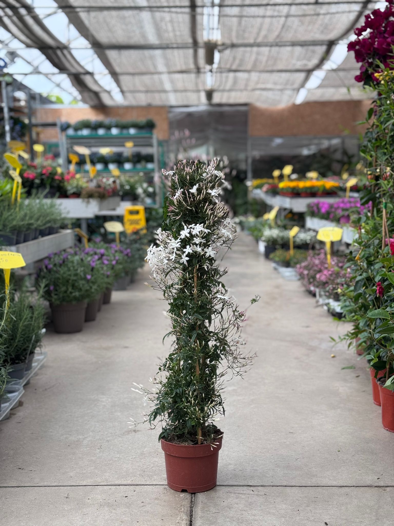 Gelsomino (Jasminum polyanthum) H 90cm