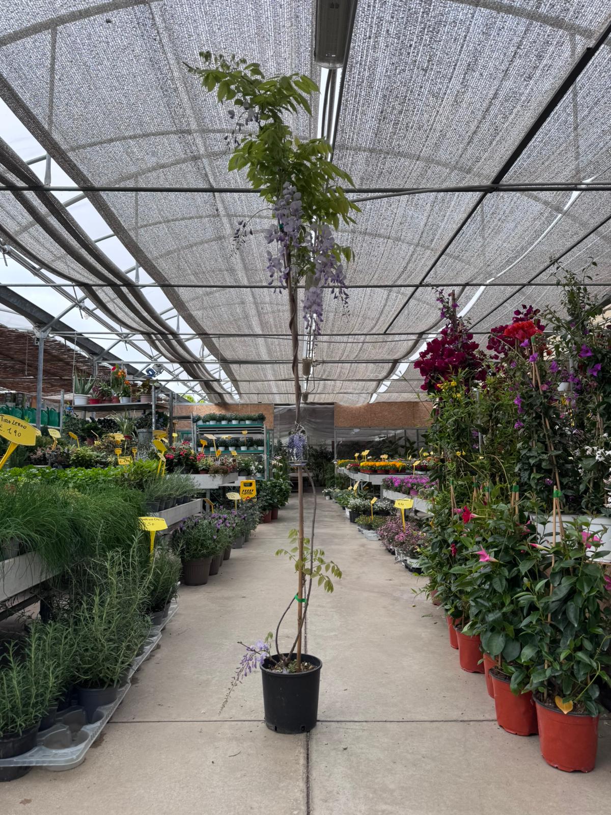 Glicine (Wisteria Sinesis) H 170cm