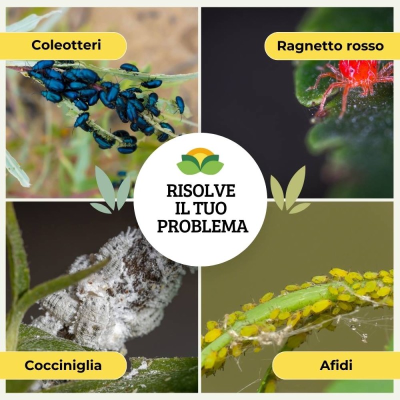 INSETTICIDA PER PIANTE ORNAMENTALI