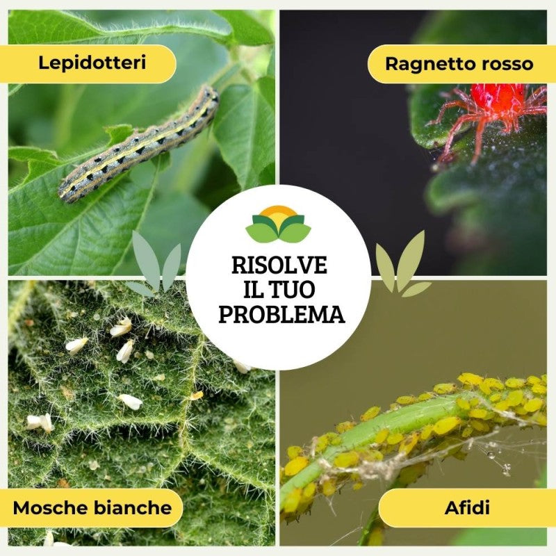 INSETTICIDA A BASE DI PIRETRO