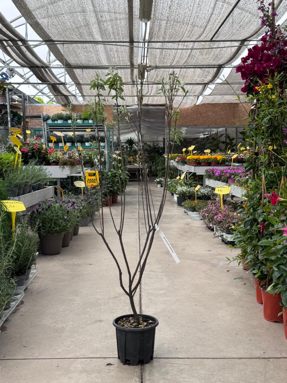 Amelanchier Lamarckii H 115cm