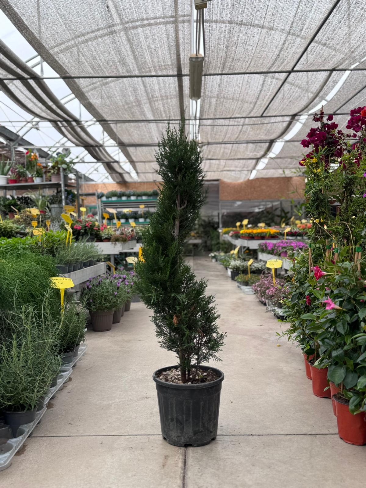 Cupressocyparis x lailandii (cipresso di Leyland) a spirale H 125cm