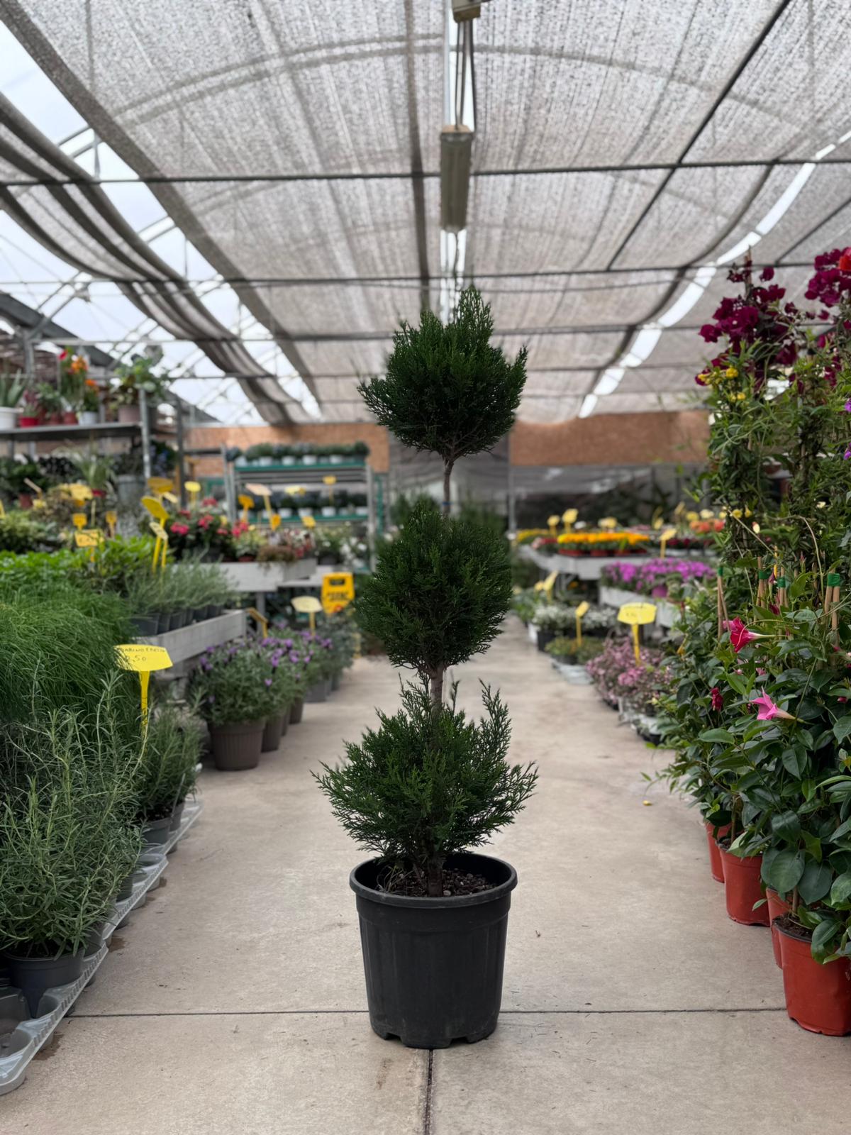 Cupressocyparis Leylandii (ciprersso di leiland) pom pon H 125cm