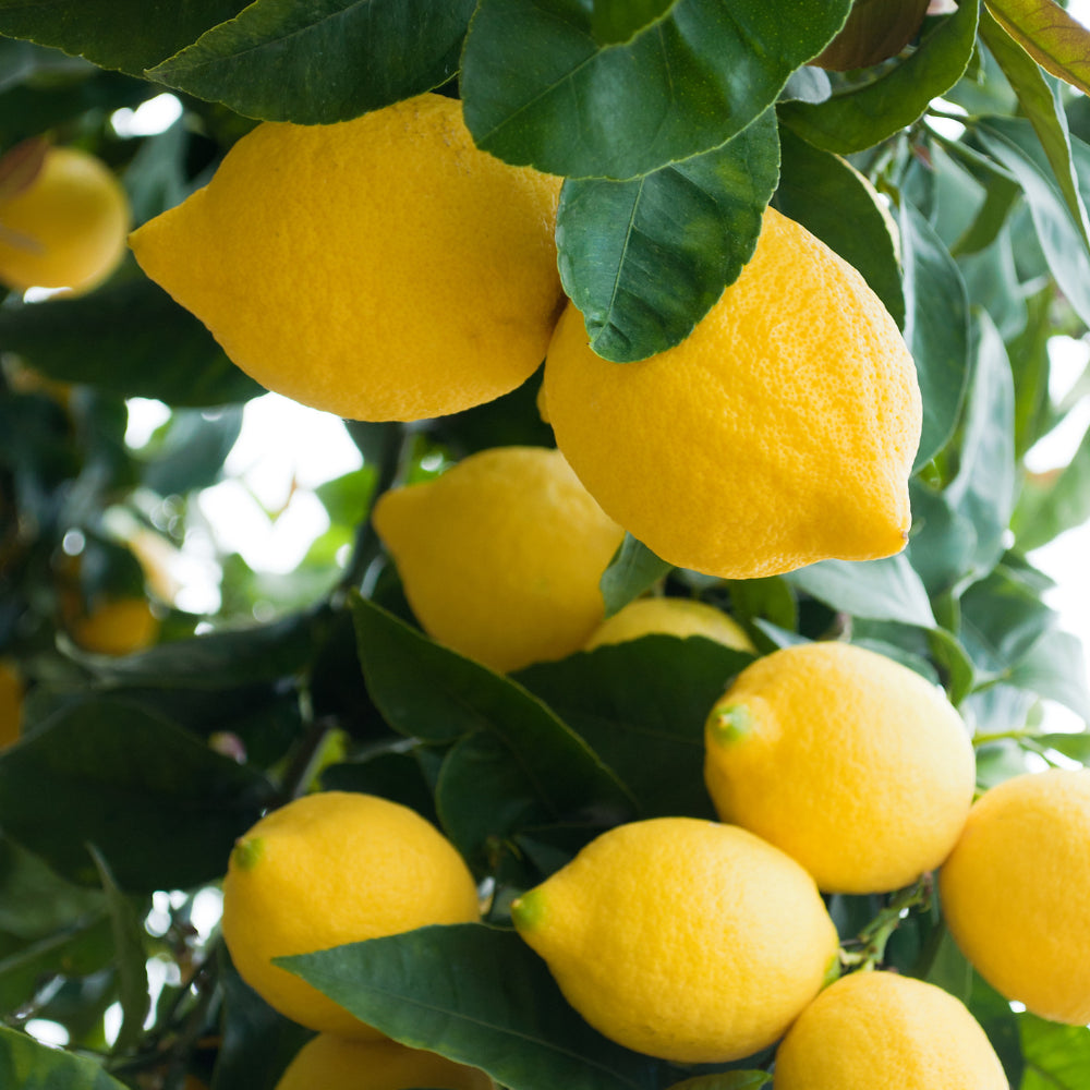 Limone 4 stagioni