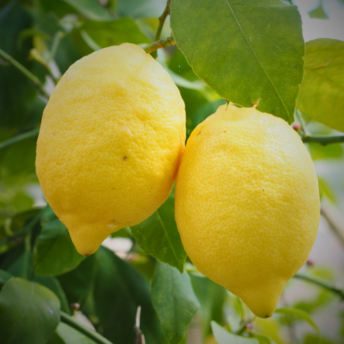 LIMONE CARRUBARO