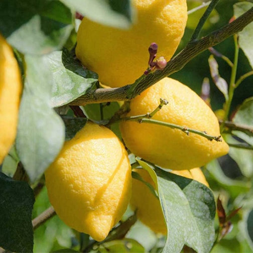 LIMONE LUNARIO