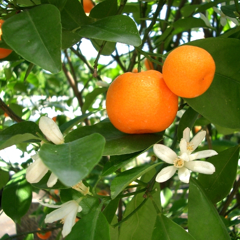 Mandarino Citrus Reticulata