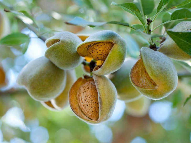 MANDORLO MOLLESCA