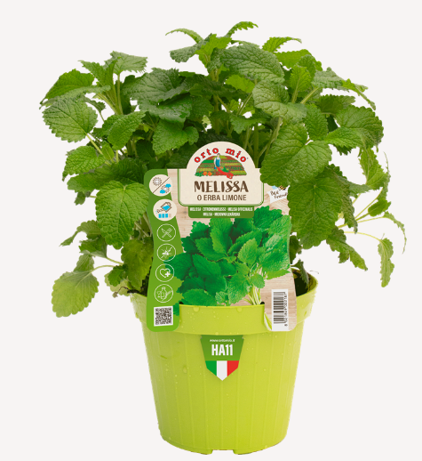 MELISSA o ERBA LIMONE VASO 14