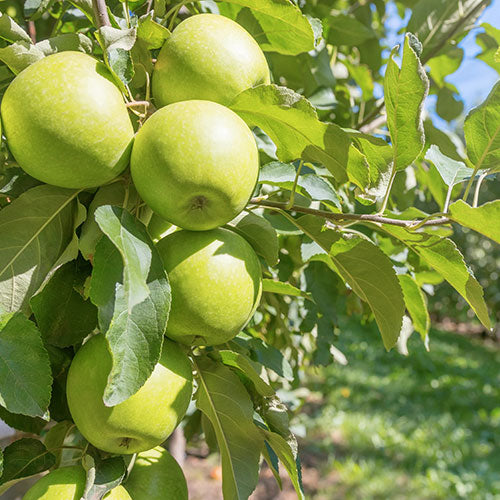 MELO GRANNY SMITH
