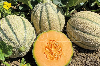Melone Retato con fetta Solero F1 (ex Django)