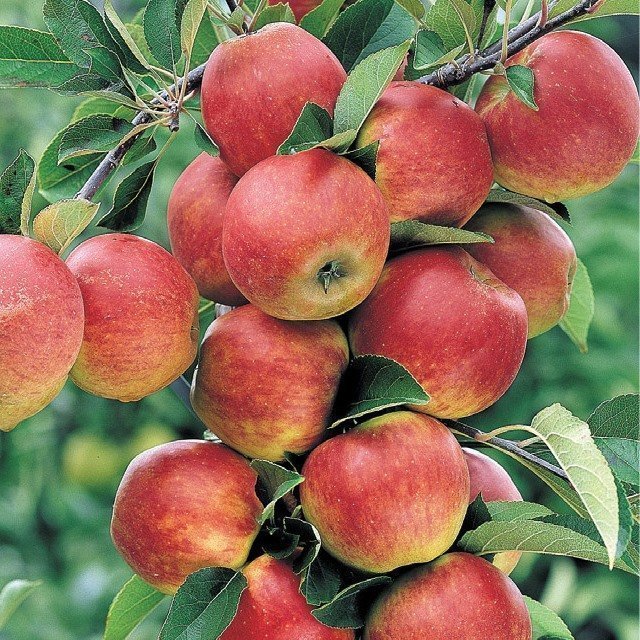 MELO RED DELICIOUS