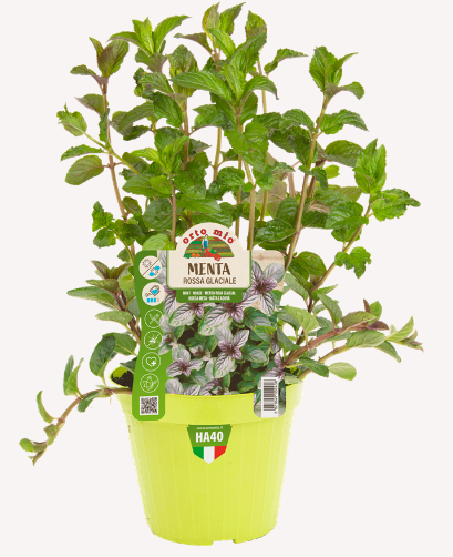 MENTA ROSSA GLACIALE VASO 14