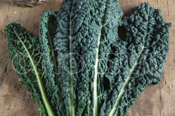 6 piante in pack Cavolo Nero di Toscana (70 giorni)
