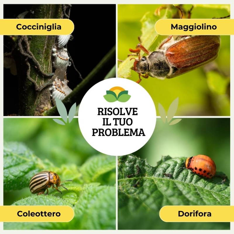 OMEOKURA COCCINIGLIA