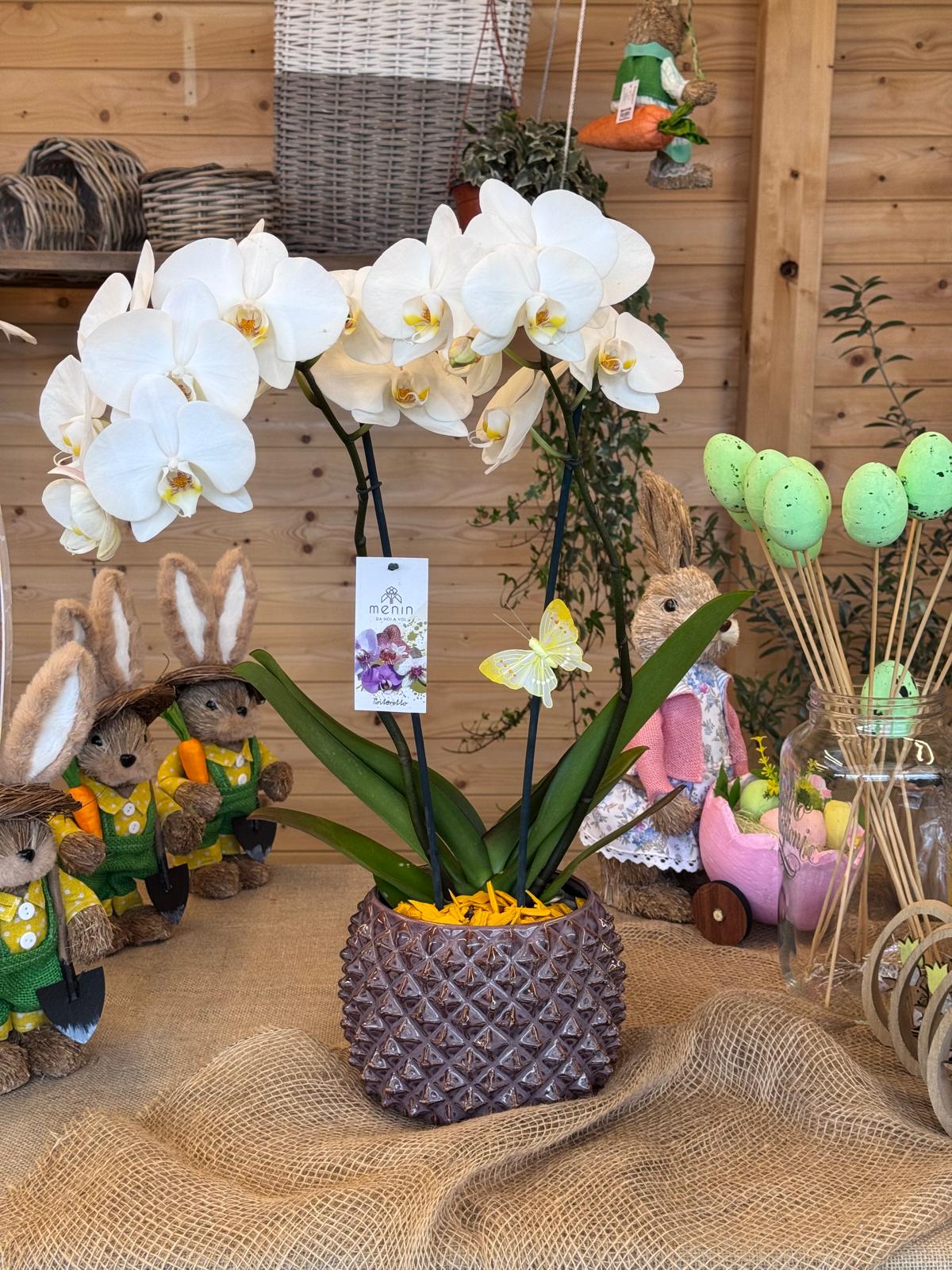 ORCHIDEA