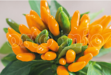Peperoncino Piccante Arancio a mazzetti Stromboli