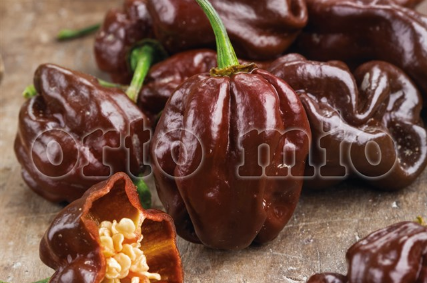 Peperoncino Piccante Habanero chocolate