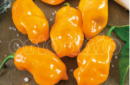 Peperoncino Piccante Habanero orange