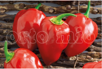 Peperoncino Piccante Habanero red