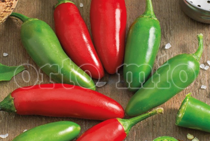 Peperoncino Piccante Jalapeno Ruben F1