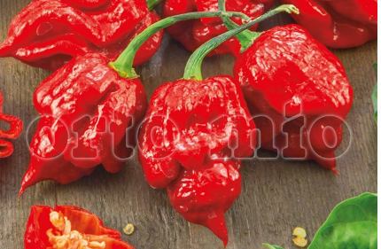 Peperoncino Piccante Scorpion red