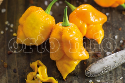 Peperoncino Piccate Scorpion yellow