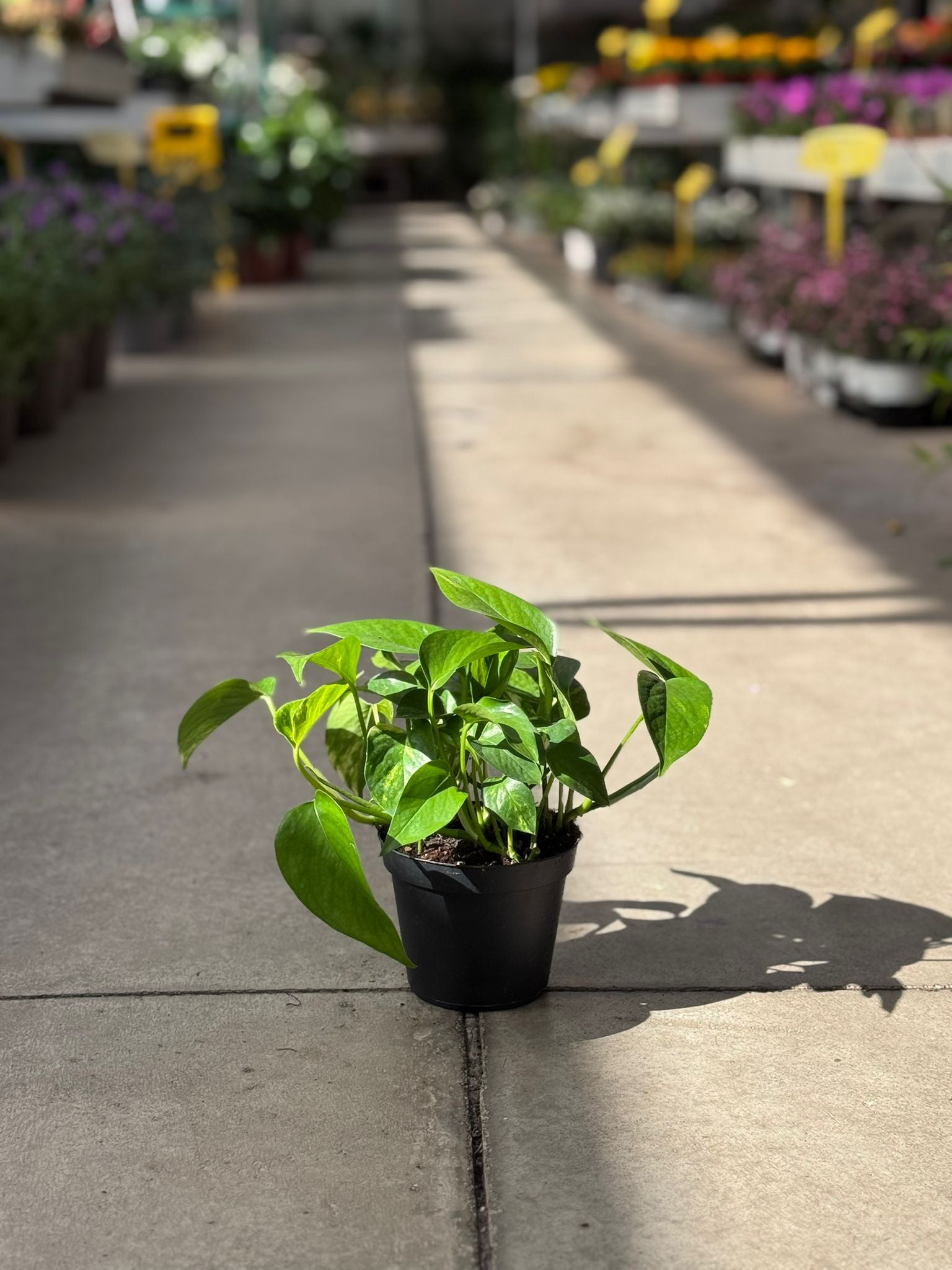 Pothos Aureum H 25cm