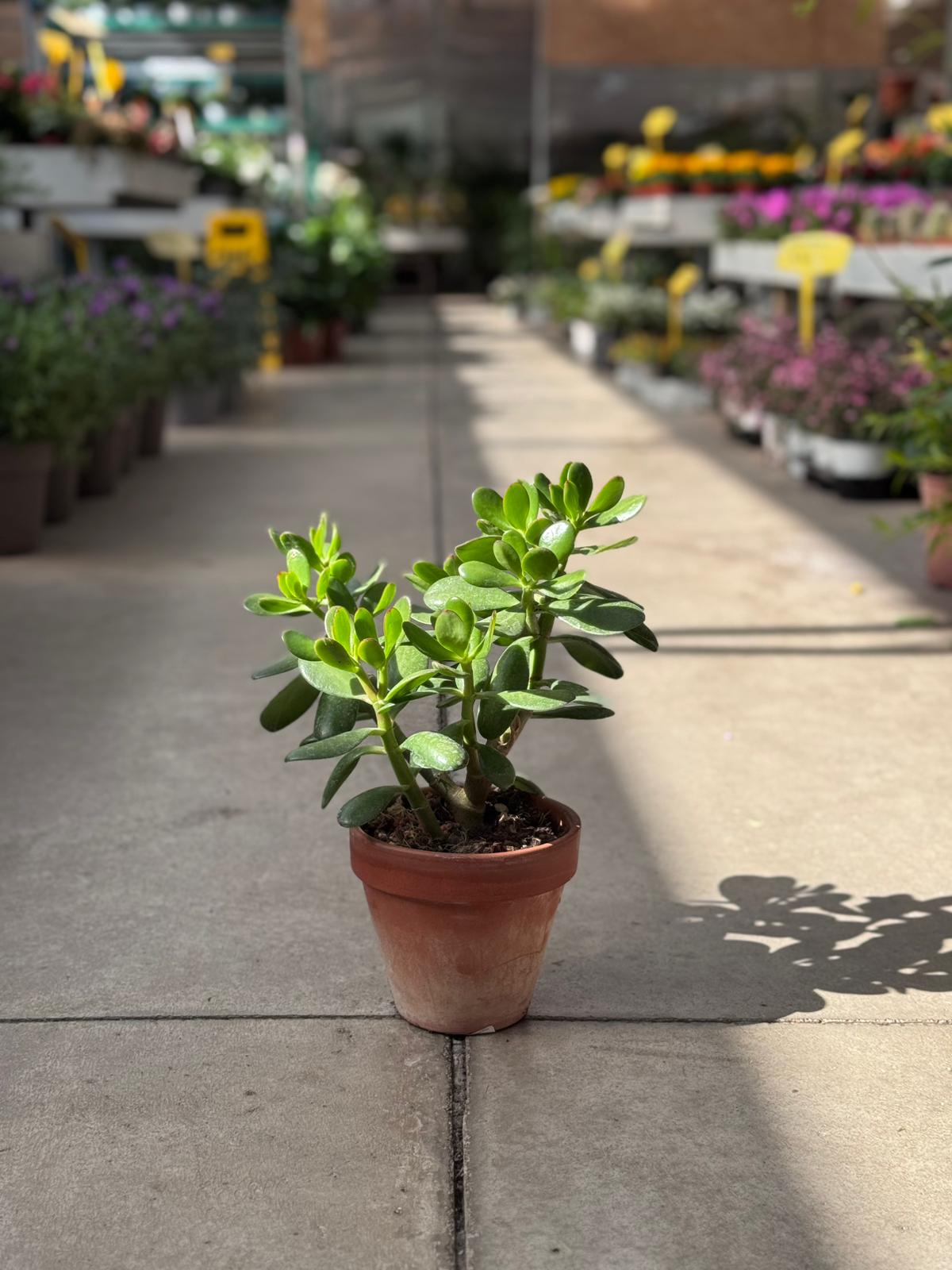 Crassula ovata (albero di Giada) H 37cm