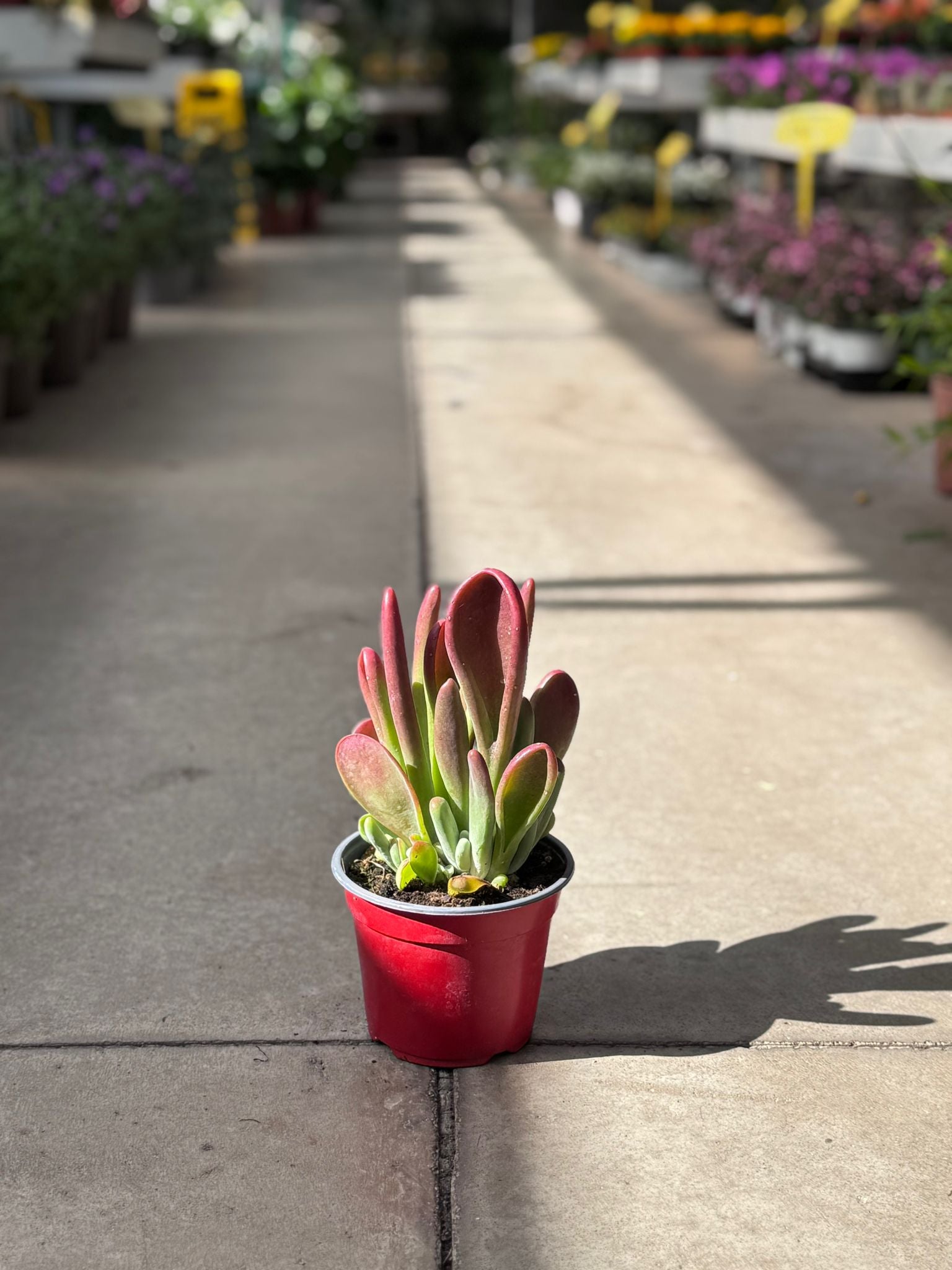 Kalanchoe Oricola H 30cm