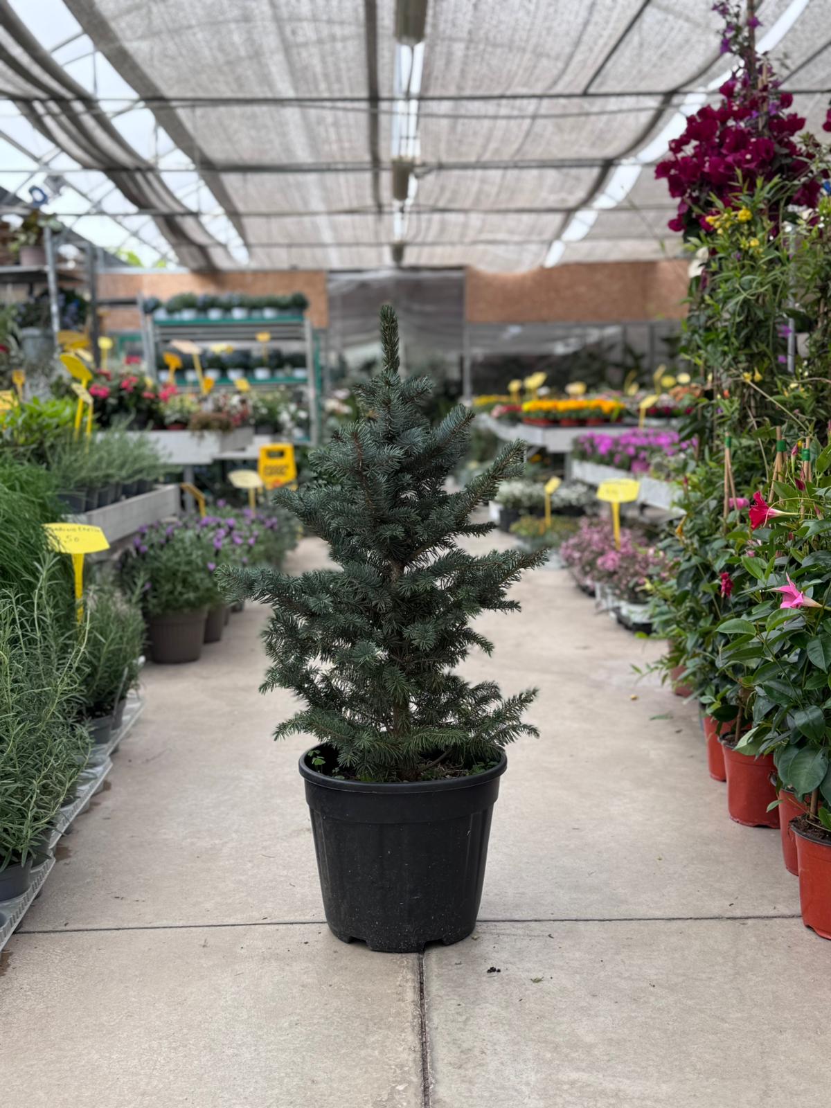 Picea Pungens "Super Blue" Abete blu H 90cm